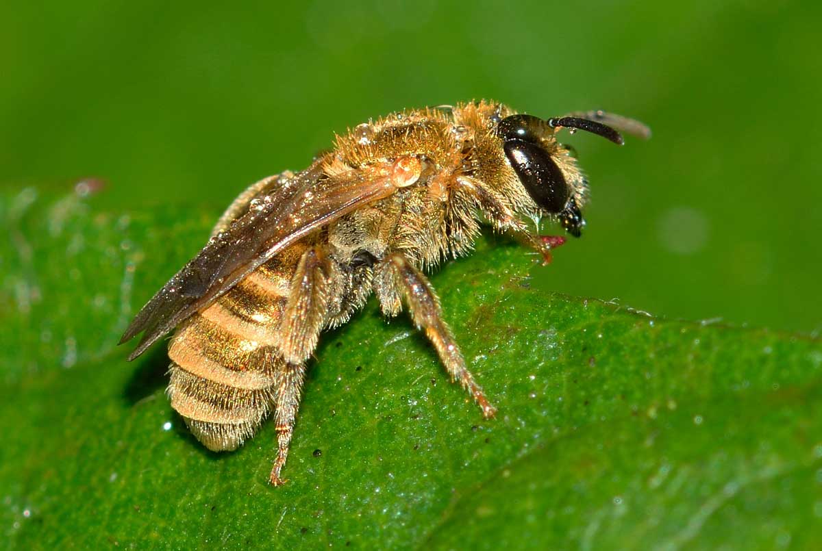 Femmina di Halictus cfr. vestitus,  Apidae Halictinae