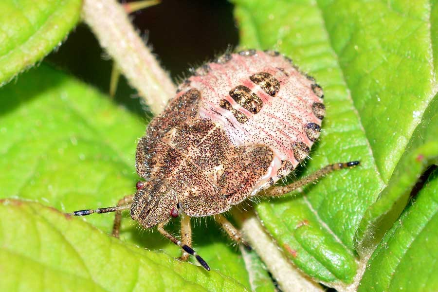 Pentatomidae: Dolycoris baccarum (ninfa) del Piemonte (NO)