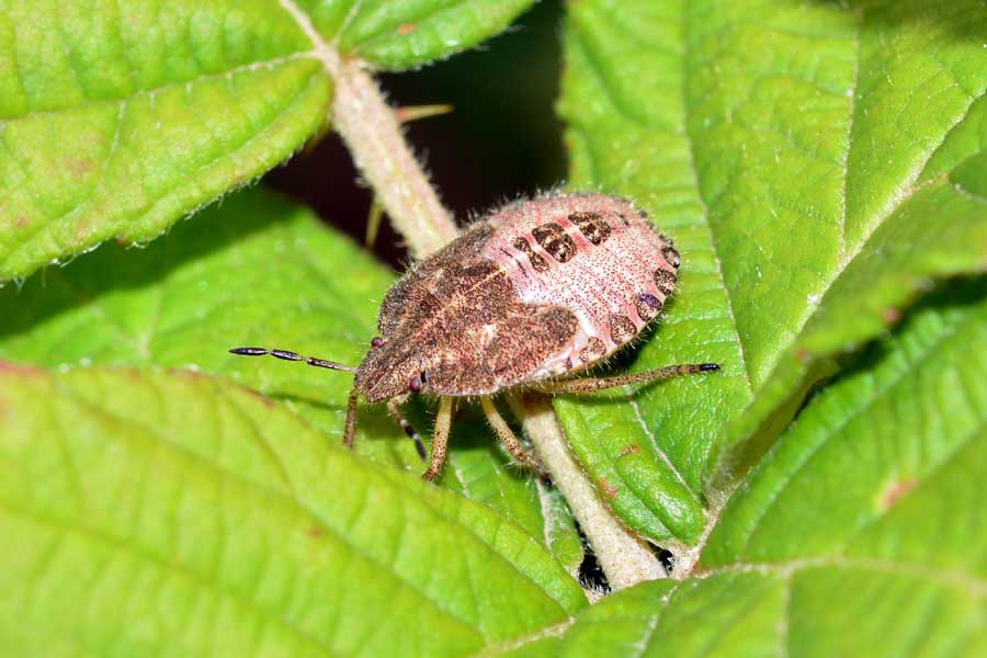 Pentatomidae: Dolycoris baccarum (ninfa) del Piemonte (NO)