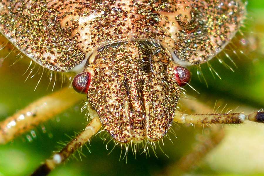 Pentatomidae: Dolycoris baccarum (ninfa) del Piemonte (NO)