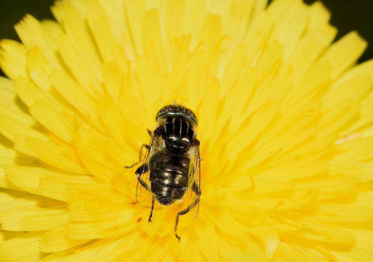 Eristalinus sepulchralis (Syrphidae)