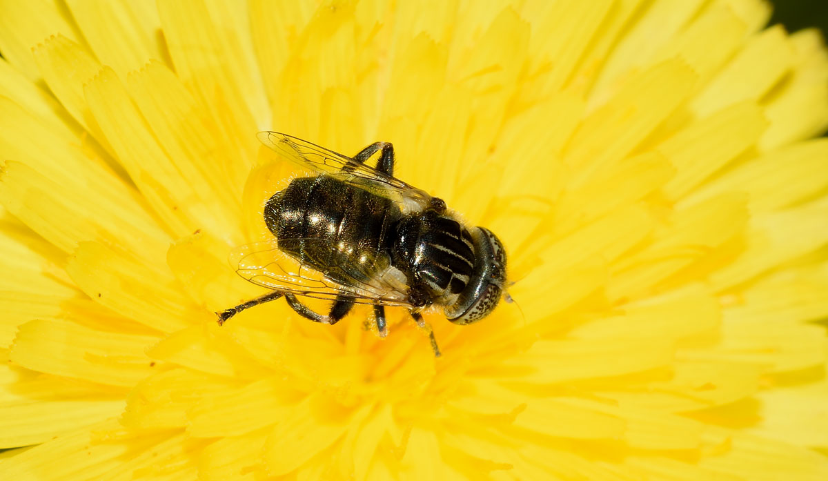 Eristalinus sepulchralis (Syrphidae)