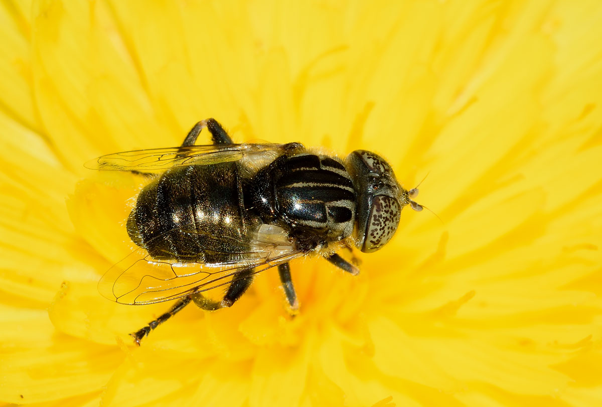 Eristalinus sepulchralis (Syrphidae)