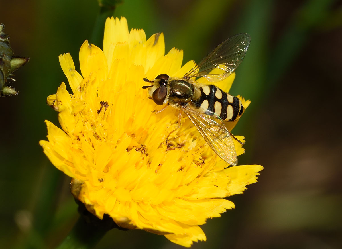Eupeodes corollae femmina (Syrphidae)