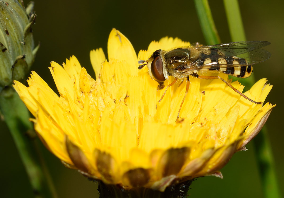 Eupeodes corollae femmina (Syrphidae)