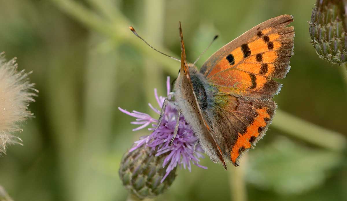 Da identificare - Lycaena phlaeas