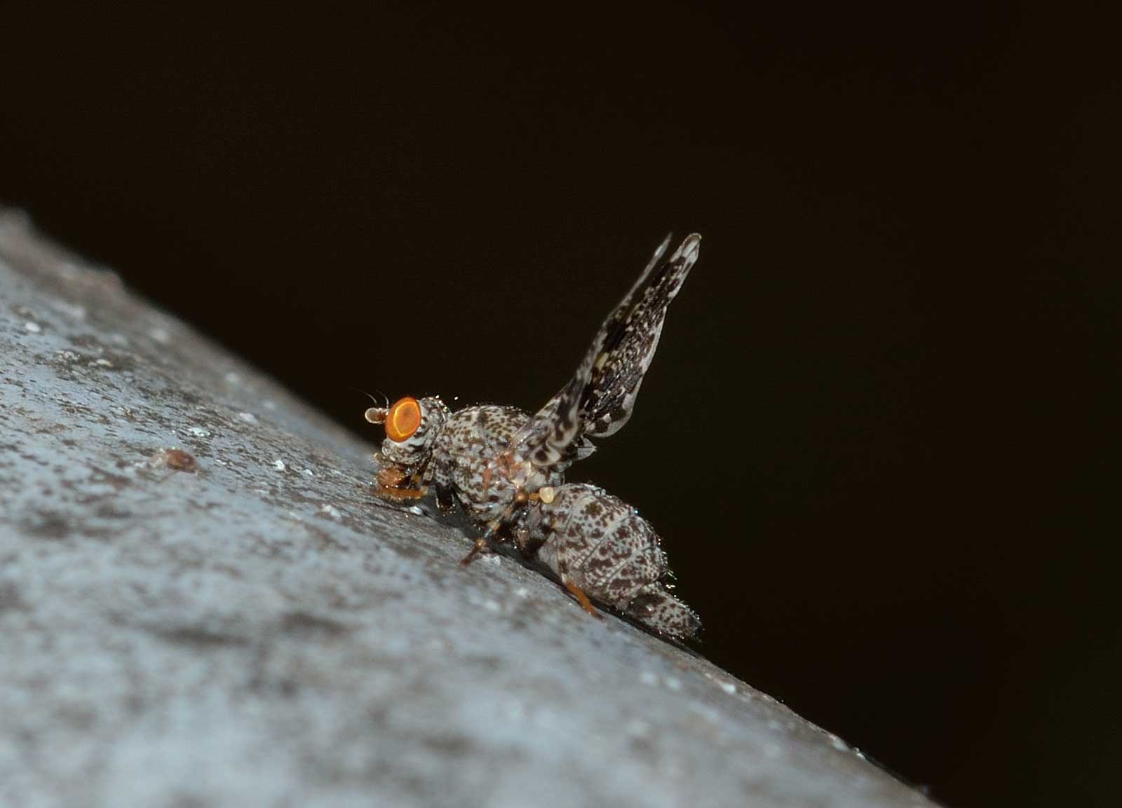 Callopistromyia annulipes