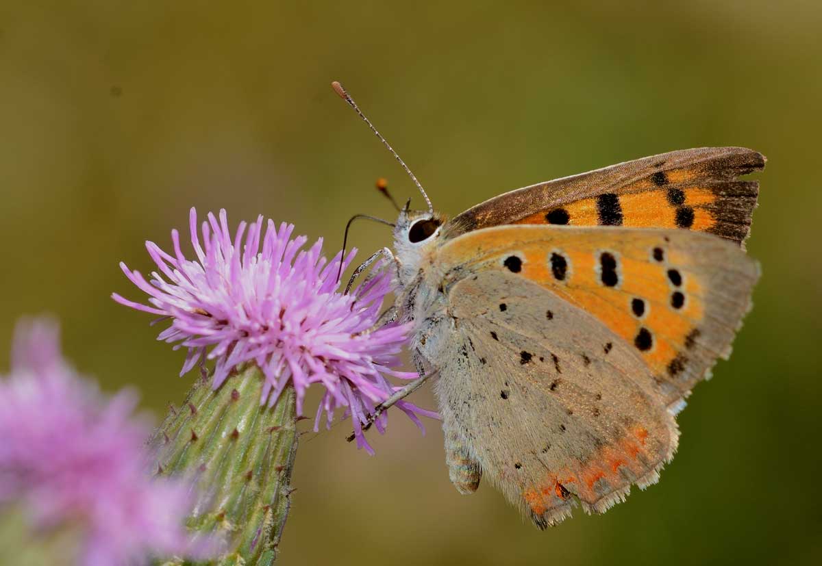 Da identificare - Lycaena phlaeas