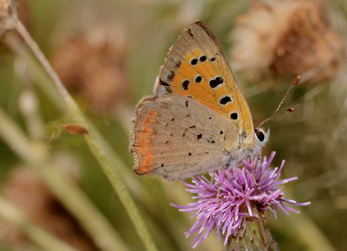 Da identificare - Lycaena phlaeas