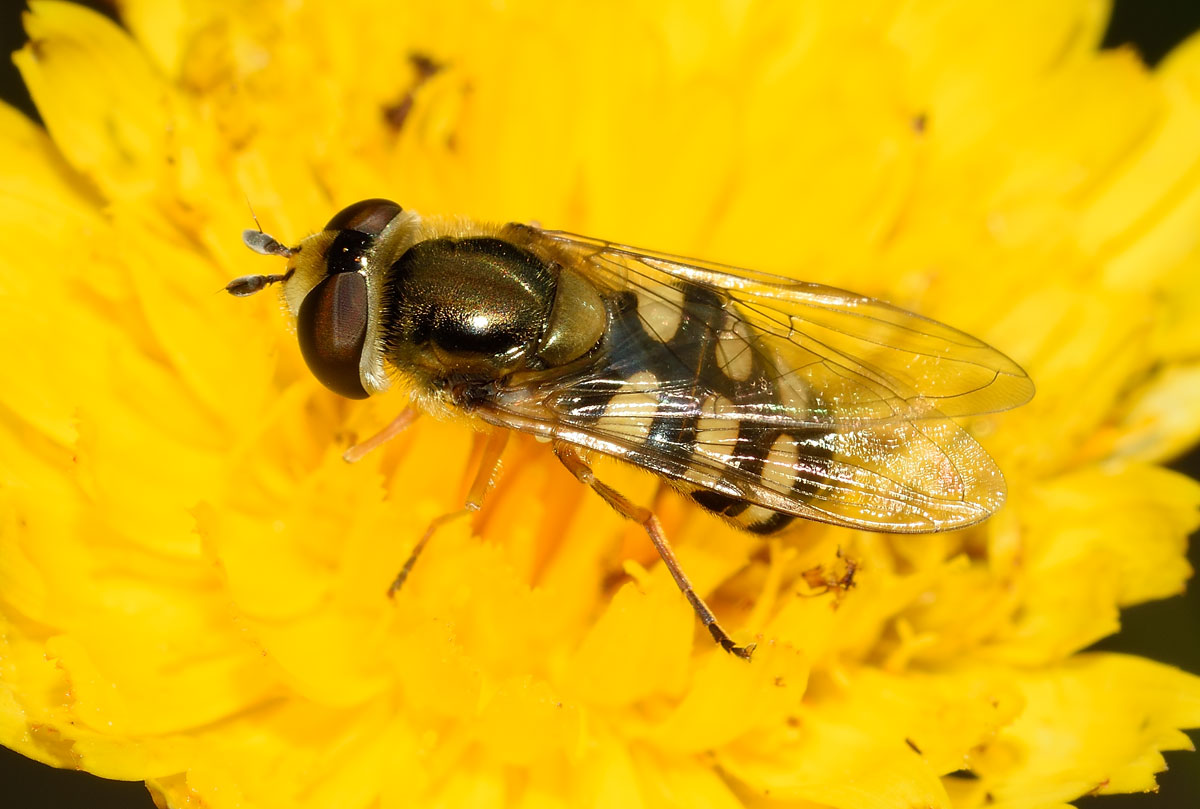 Eupeodes corollae femmina (Syrphidae)