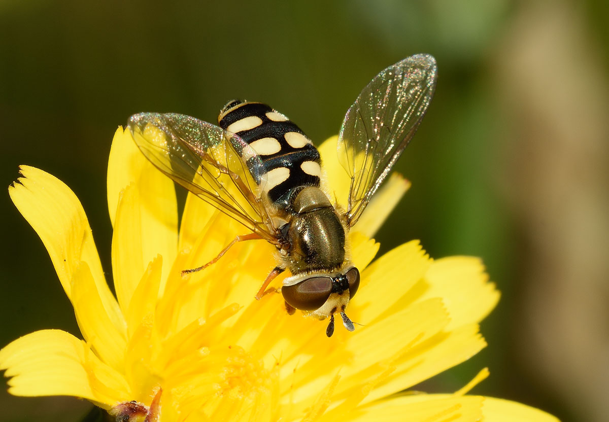 Eupeodes corollae femmina (Syrphidae)