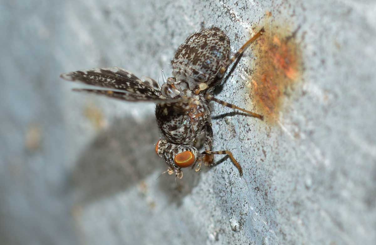 Callopistromyia annulipes