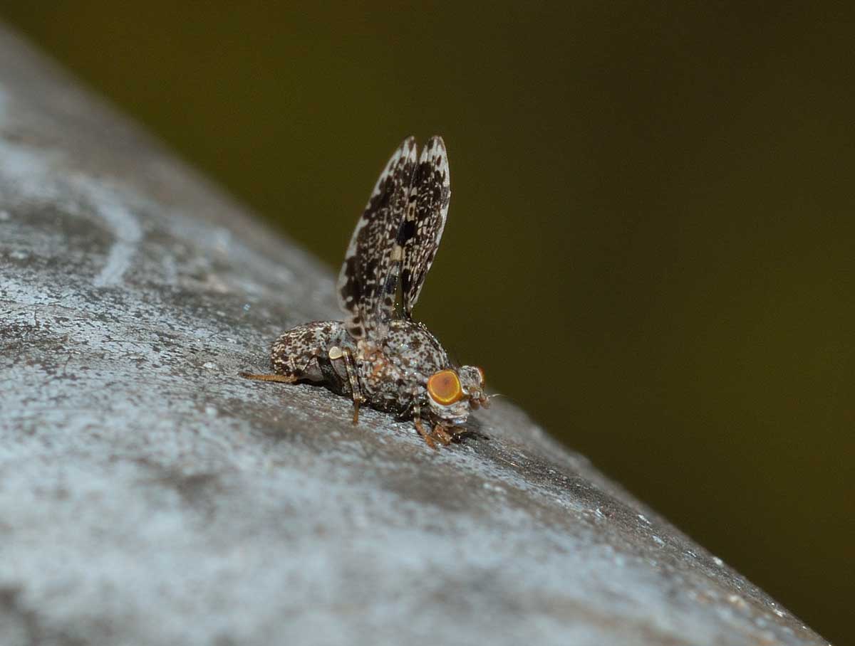 Callopistromyia annulipes