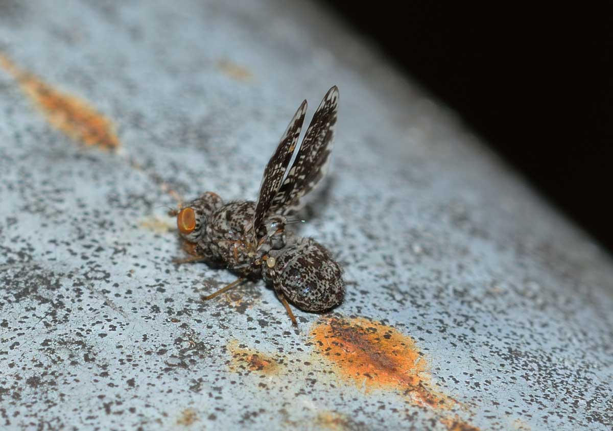 Callopistromyia annulipes
