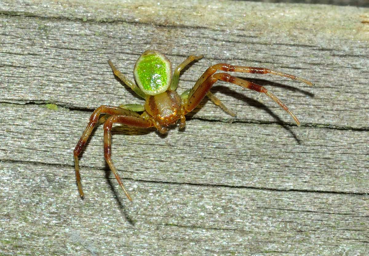maschio di Ebrechtella tricuspidata - Novara