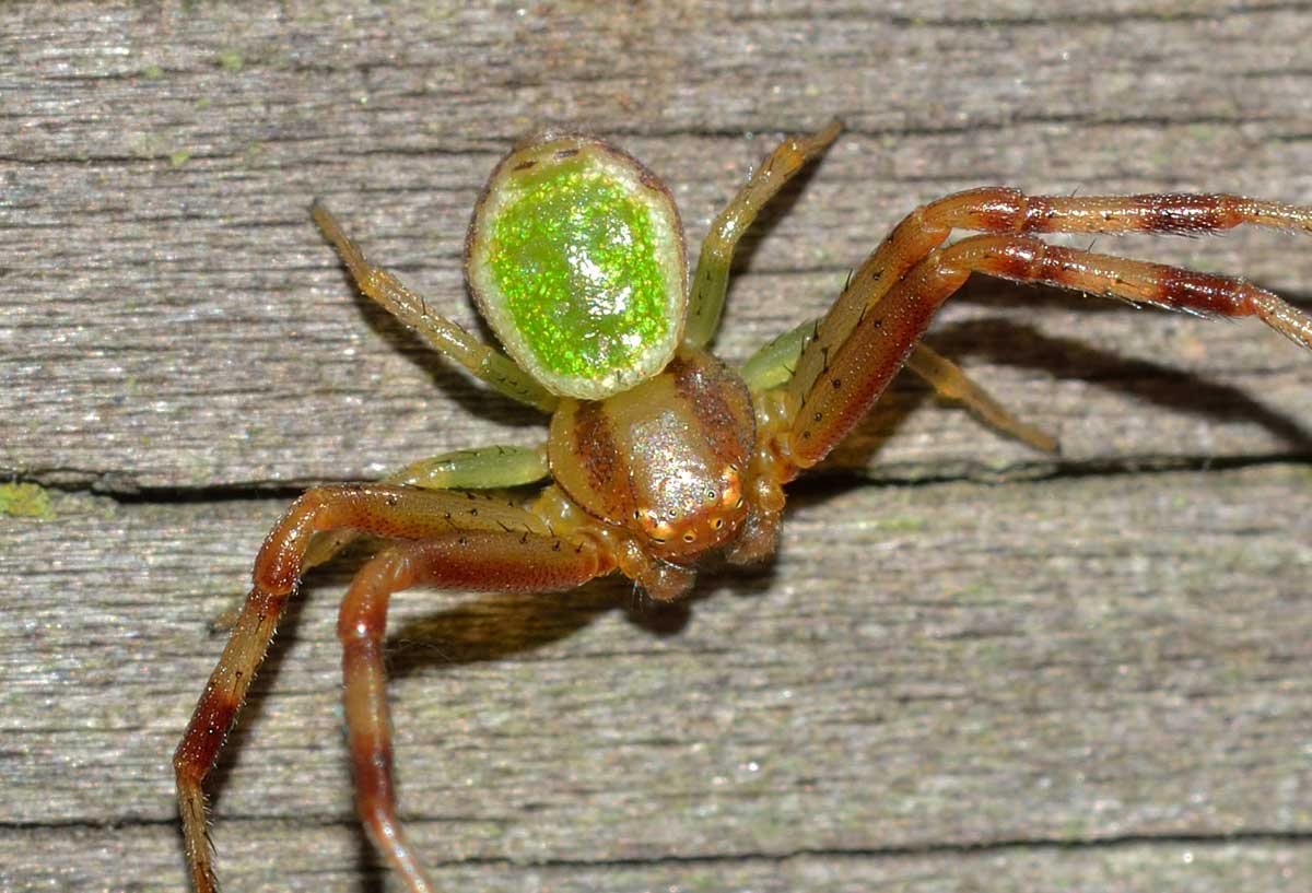 maschio di Ebrechtella tricuspidata - Novara