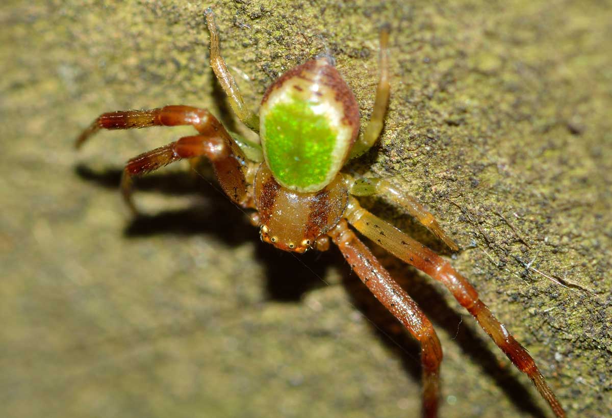 maschio di Ebrechtella tricuspidata - Novara