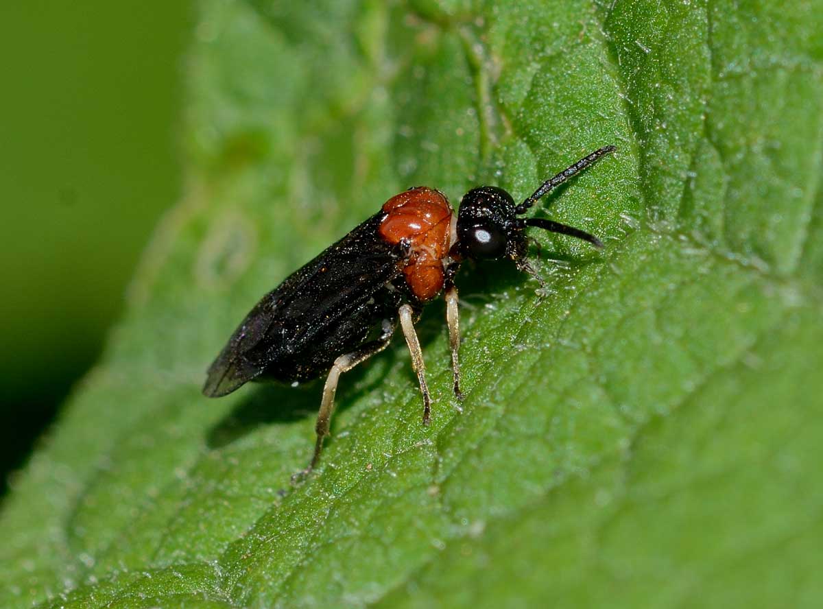 Eutomostethus ephippium, Tenthredinidae