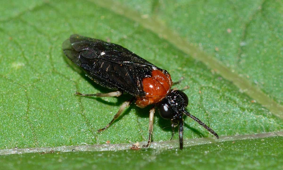 Eutomostethus ephippium, Tenthredinidae