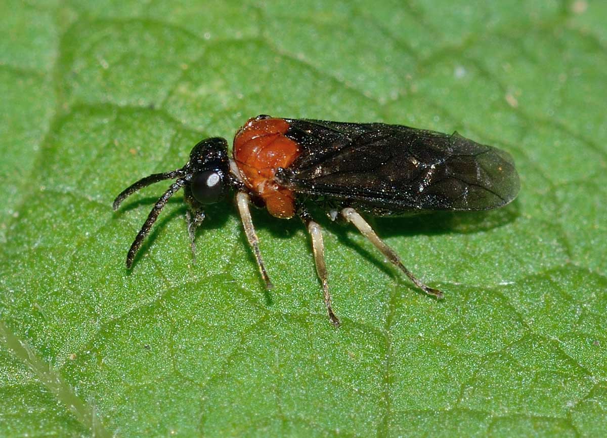 Eutomostethus ephippium, Tenthredinidae