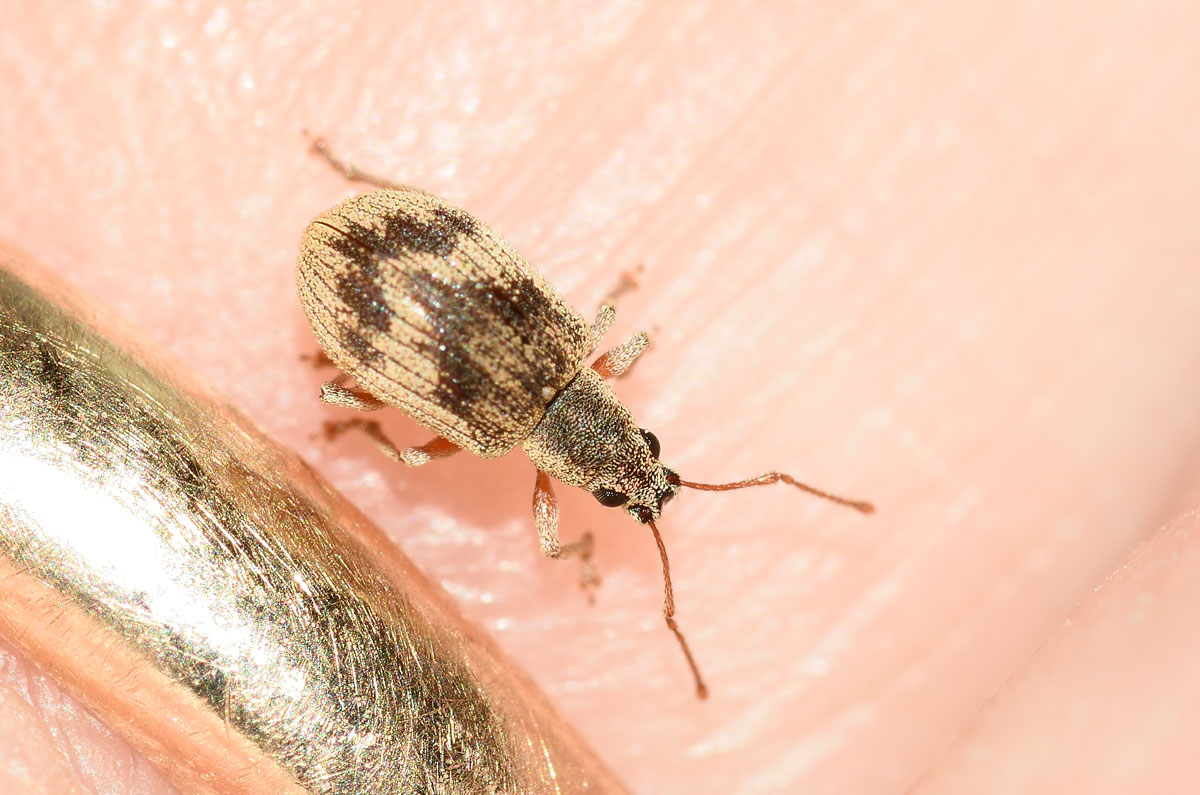 Curculionidae, Pseudomyllocerus neapolitanus