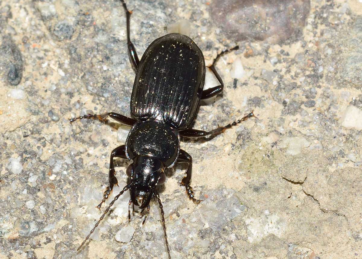 Pterostichus nigrita/rhaeticus, Carabidae