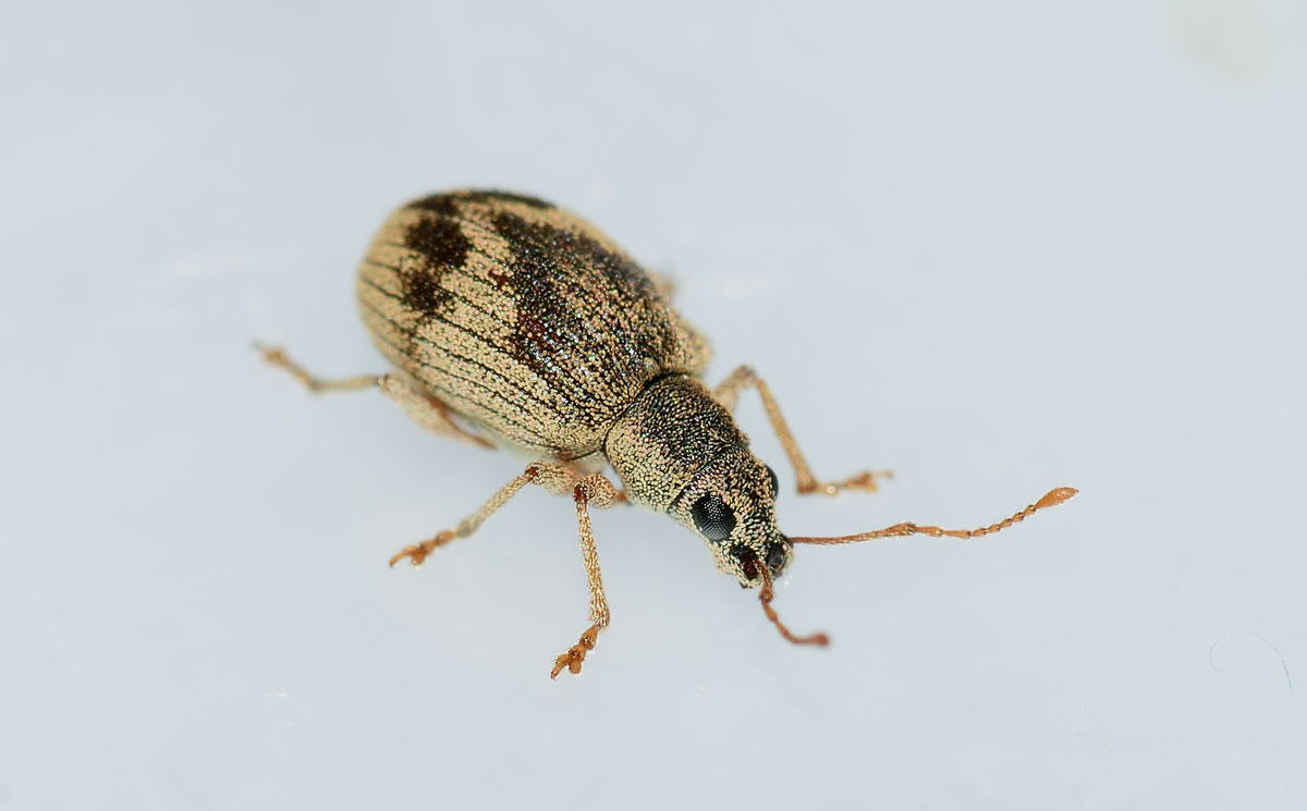 Curculionidae, Pseudomyllocerus neapolitanus