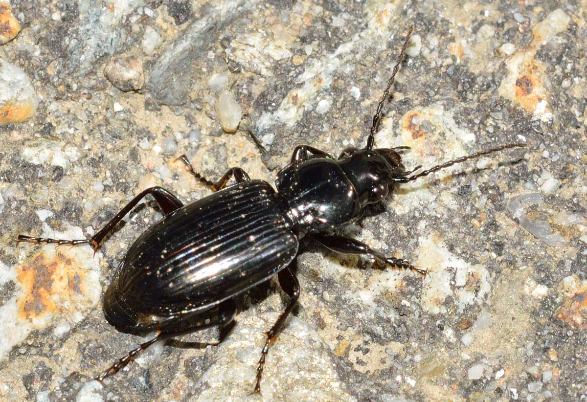Pterostichus nigrita/rhaeticus, Carabidae