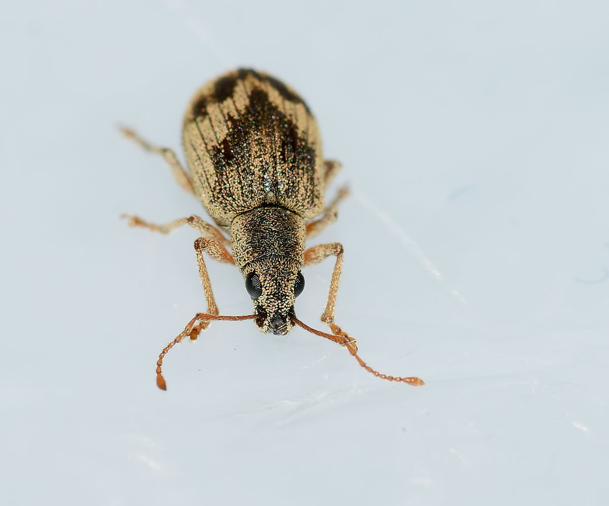 Curculionidae, Pseudomyllocerus neapolitanus