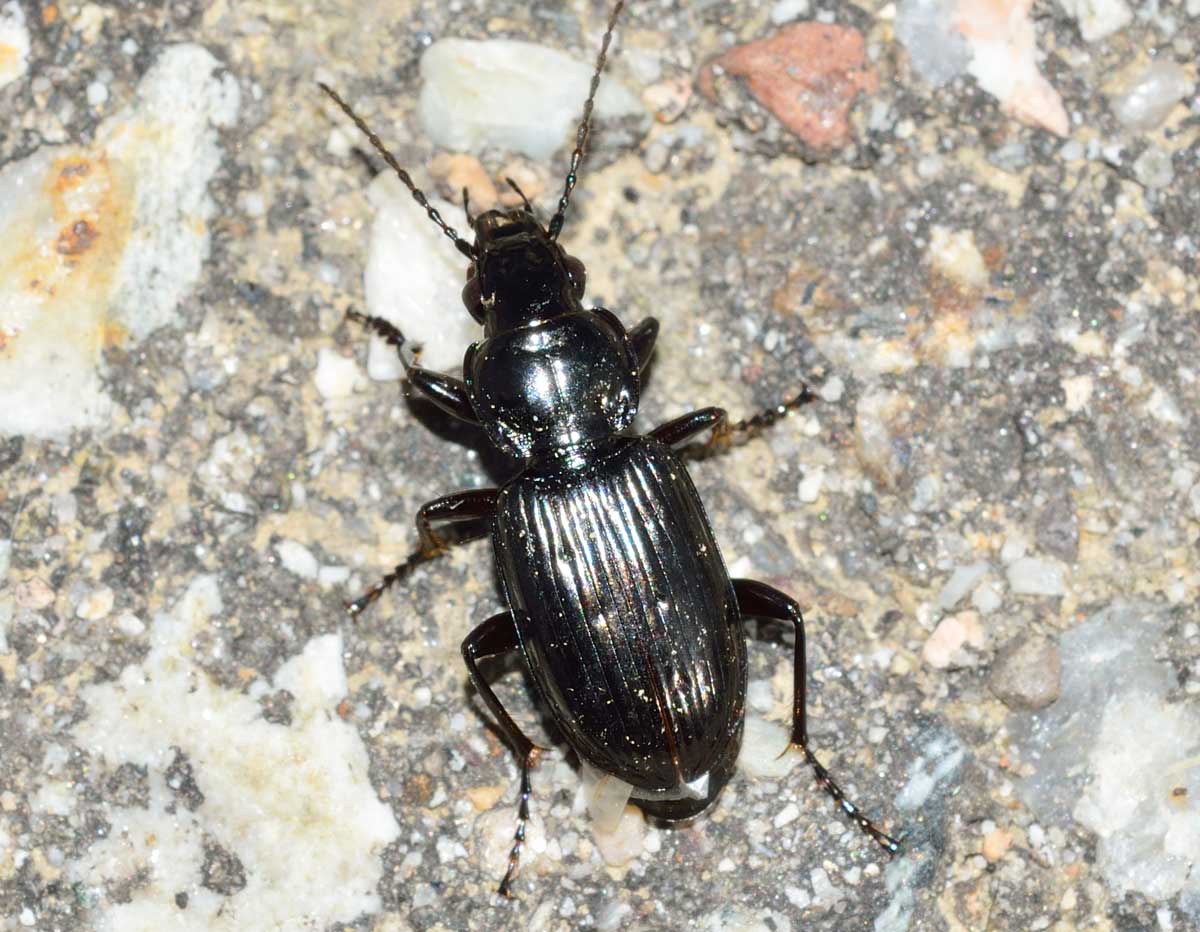 Pterostichus nigrita/rhaeticus, Carabidae