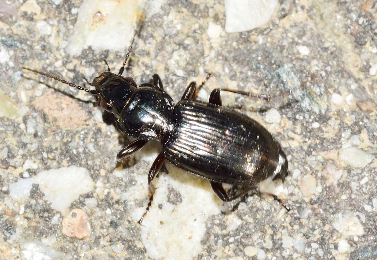 Pterostichus nigrita/rhaeticus, Carabidae