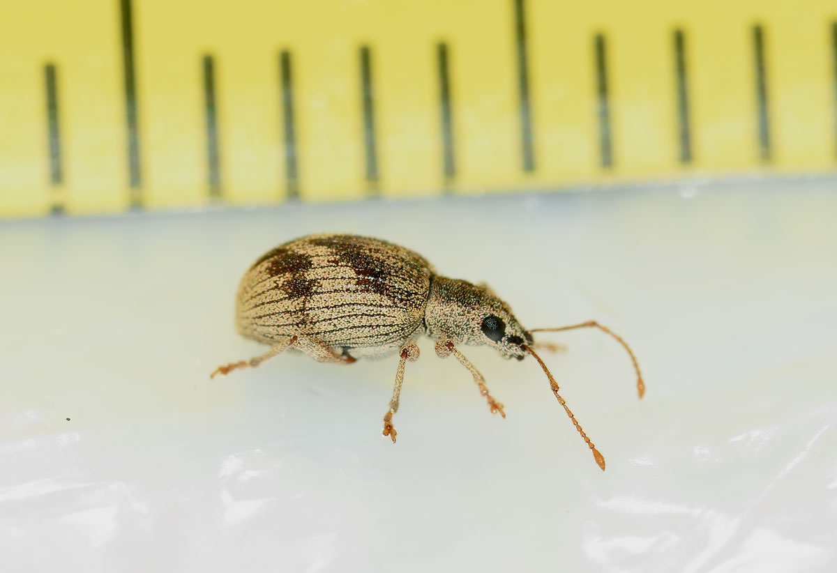 Curculionidae, Pseudomyllocerus neapolitanus