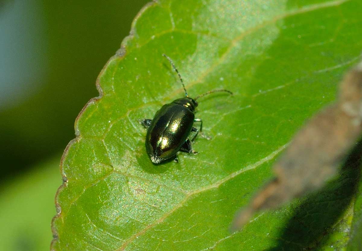 Altica sp. (quercetorum?) Chrysomelidae