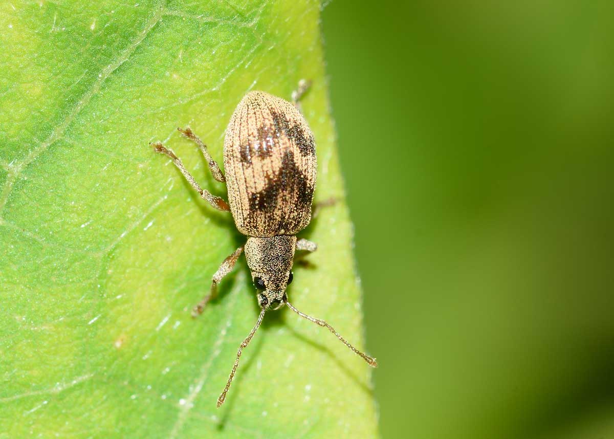 Curculionidae, Pseudomyllocerus neapolitanus