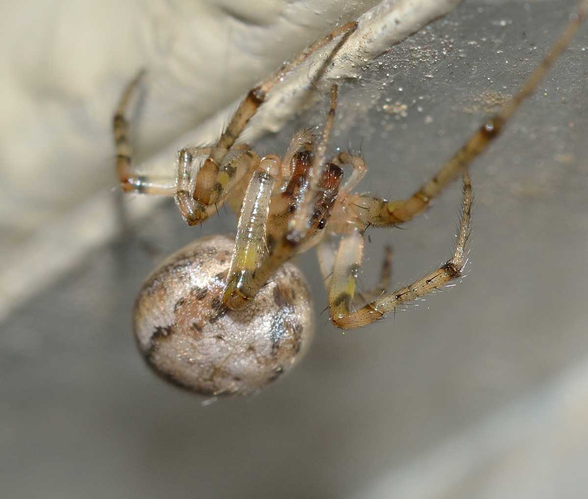 Zygiella x-notata - Novara
