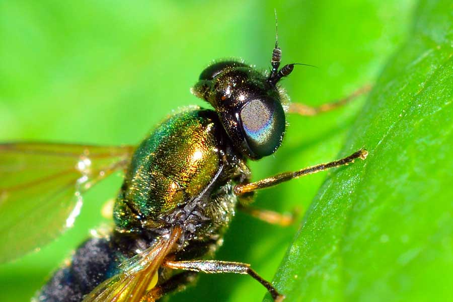 Chloromyia formosa femmina (Stratiomyidae)