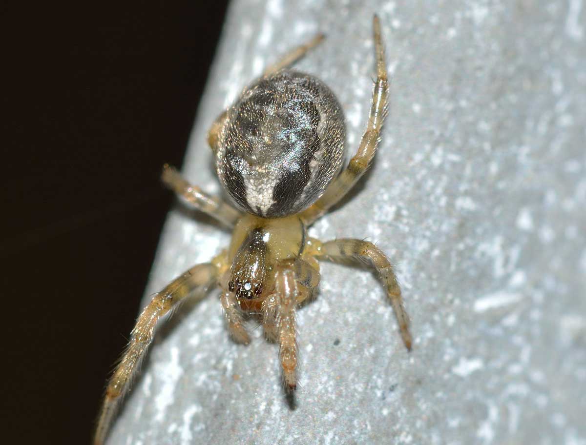 Zygiella sp. - Novara