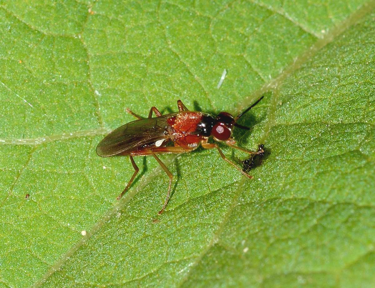 Loxocera albiseta  (Psilidae)