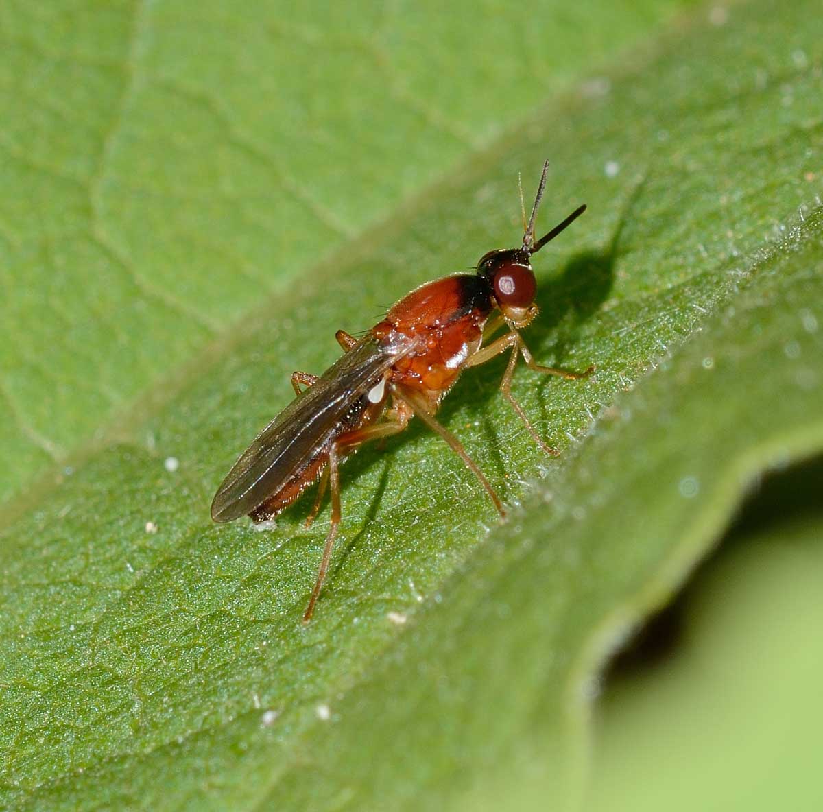 Loxocera albiseta  (Psilidae)