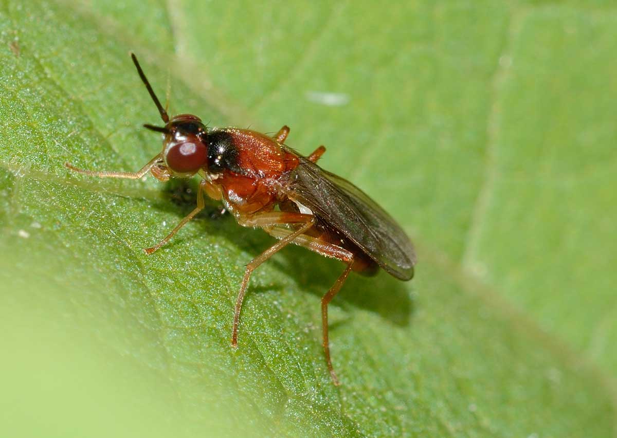 Loxocera albiseta  (Psilidae)