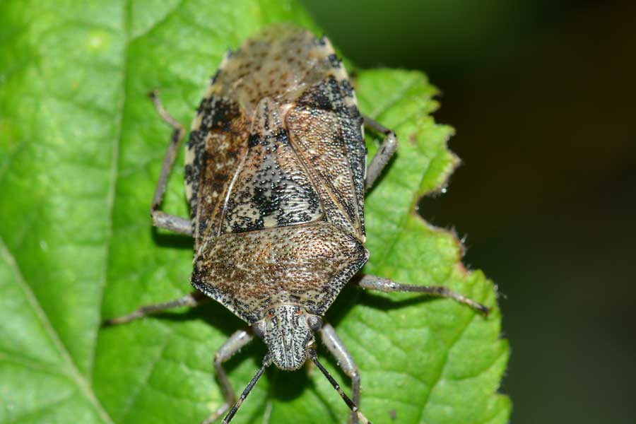 Pentatomidae: Rhaphigaster nebulosa del Piemonte (NO)