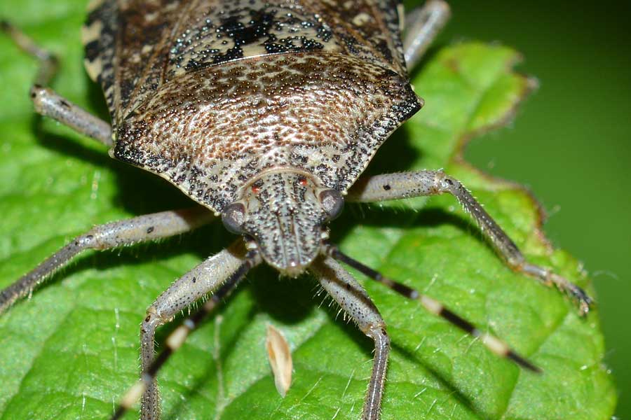 Pentatomidae: Rhaphigaster nebulosa del Piemonte (NO)