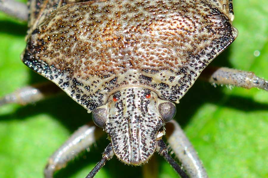Pentatomidae: Rhaphigaster nebulosa del Piemonte (NO)