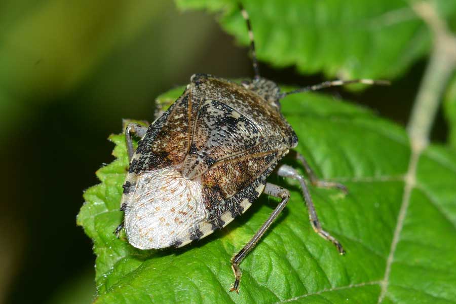 Pentatomidae: Rhaphigaster nebulosa del Piemonte (NO)