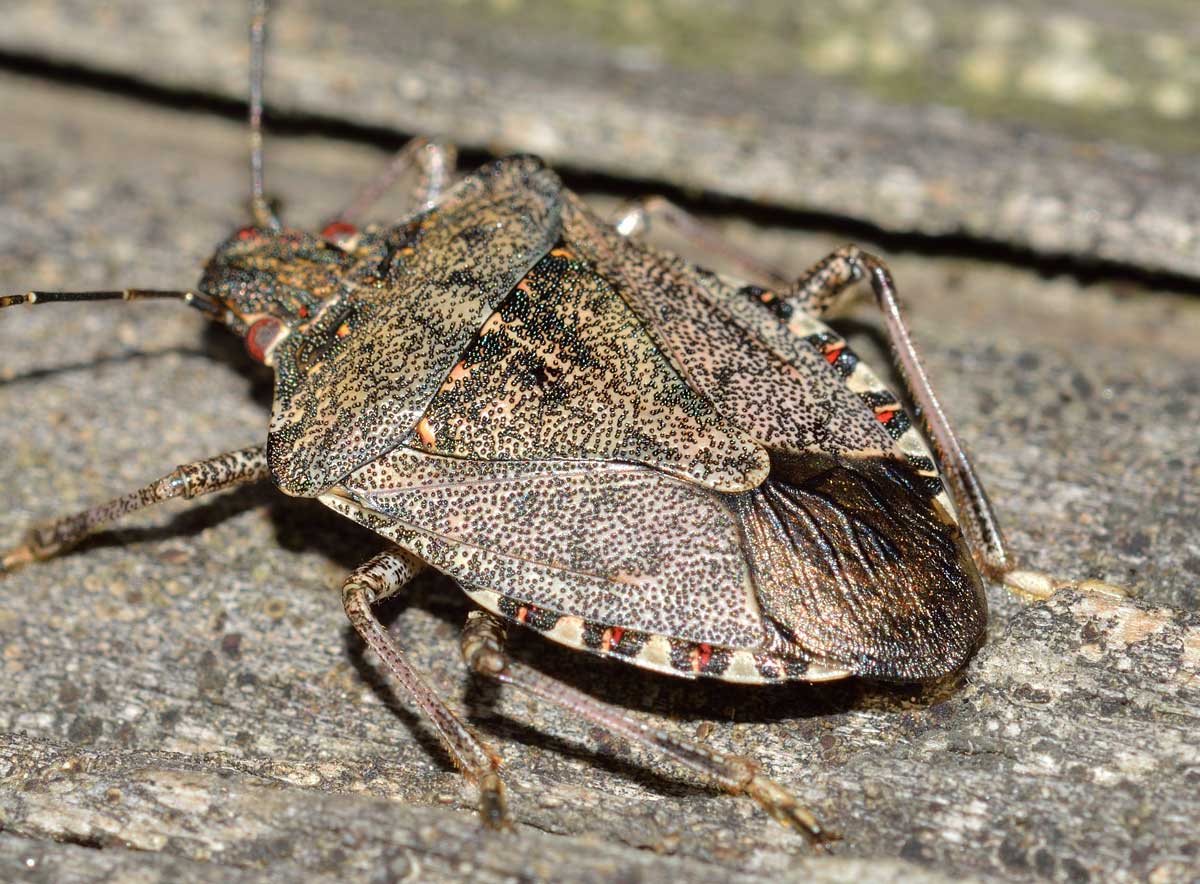 Pentatomidae: Halyomorpha halys del Piemonte (NO)