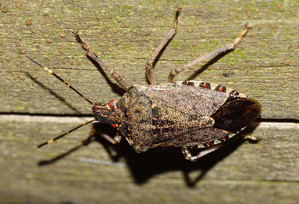 Pentatomidae: Halyomorpha halys del Piemonte (NO)