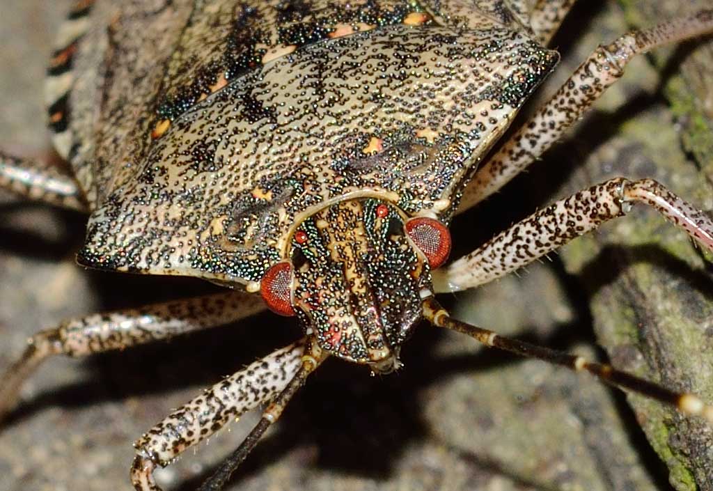 Pentatomidae: Halyomorpha halys del Piemonte (NO)