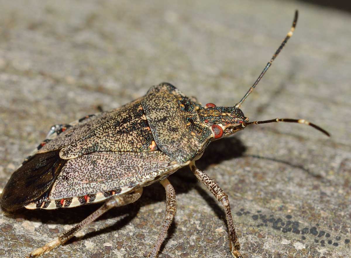 Pentatomidae: Halyomorpha halys del Piemonte (NO)