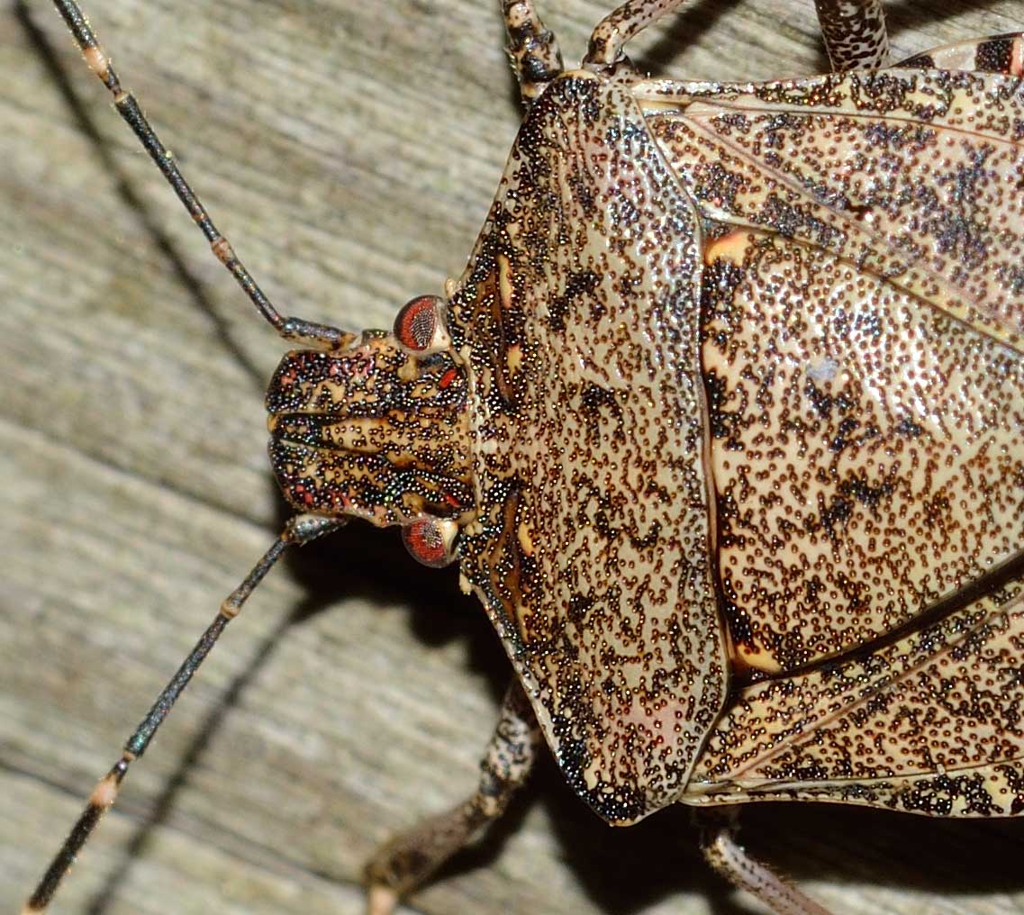 Pentatomidae: Halyomorpha halys del Piemonte (NO)