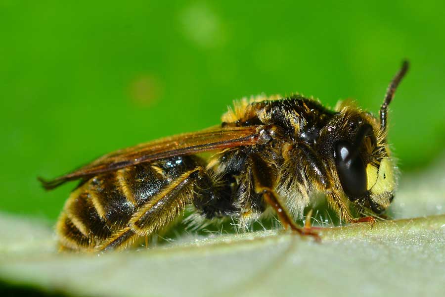 maschio di Andrena cfr labialis